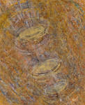 Microcosm XXV - 2023